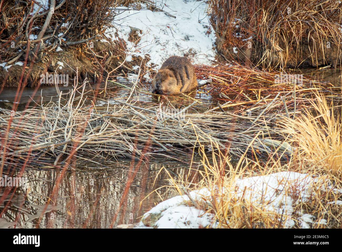American Beaver (Castor canadensis) mastice tra la sua collezione di Narrowleaf salice steli (Salix exigua) in East Plum Creek, Castle Rock Colorado USA Foto Stock