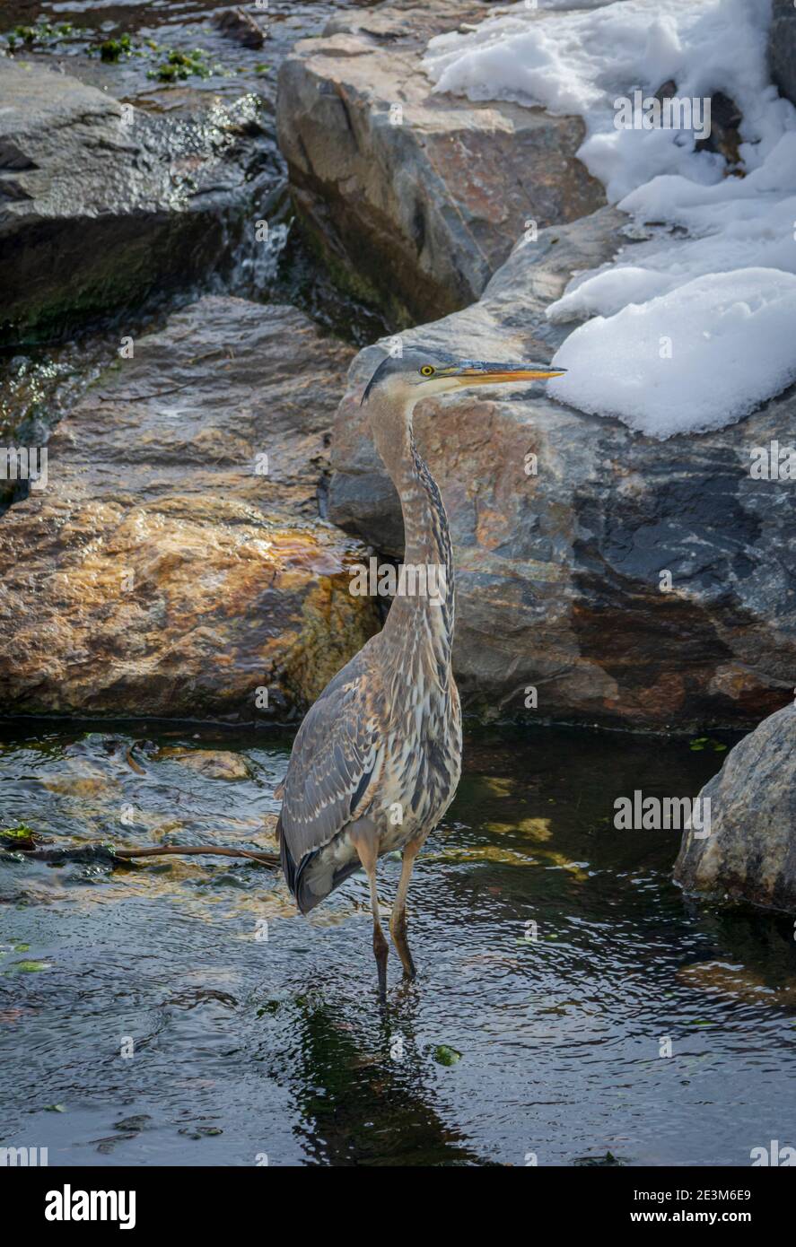 Great Blue Heron a East Plum Creek, Castle Rock Colorado USA. Foto scattata a dicembre. Foto Stock