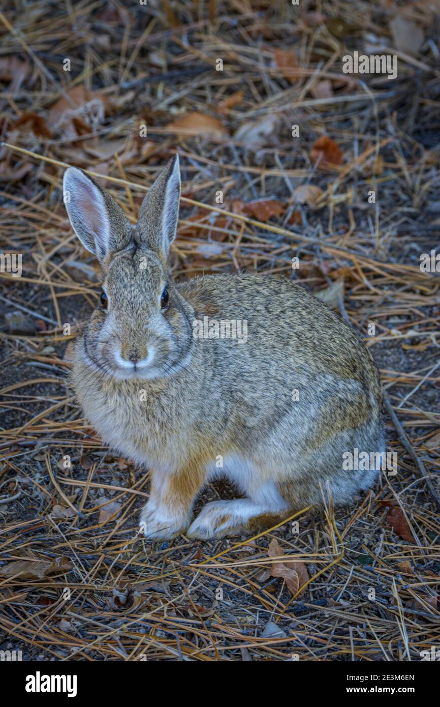 Nuttall o coniglio di Cottontail di montagna (Sylvilagus nuttalli) in inverno, Castle Rock Colorado USA. Foto scattata a dicembre. Foto Stock