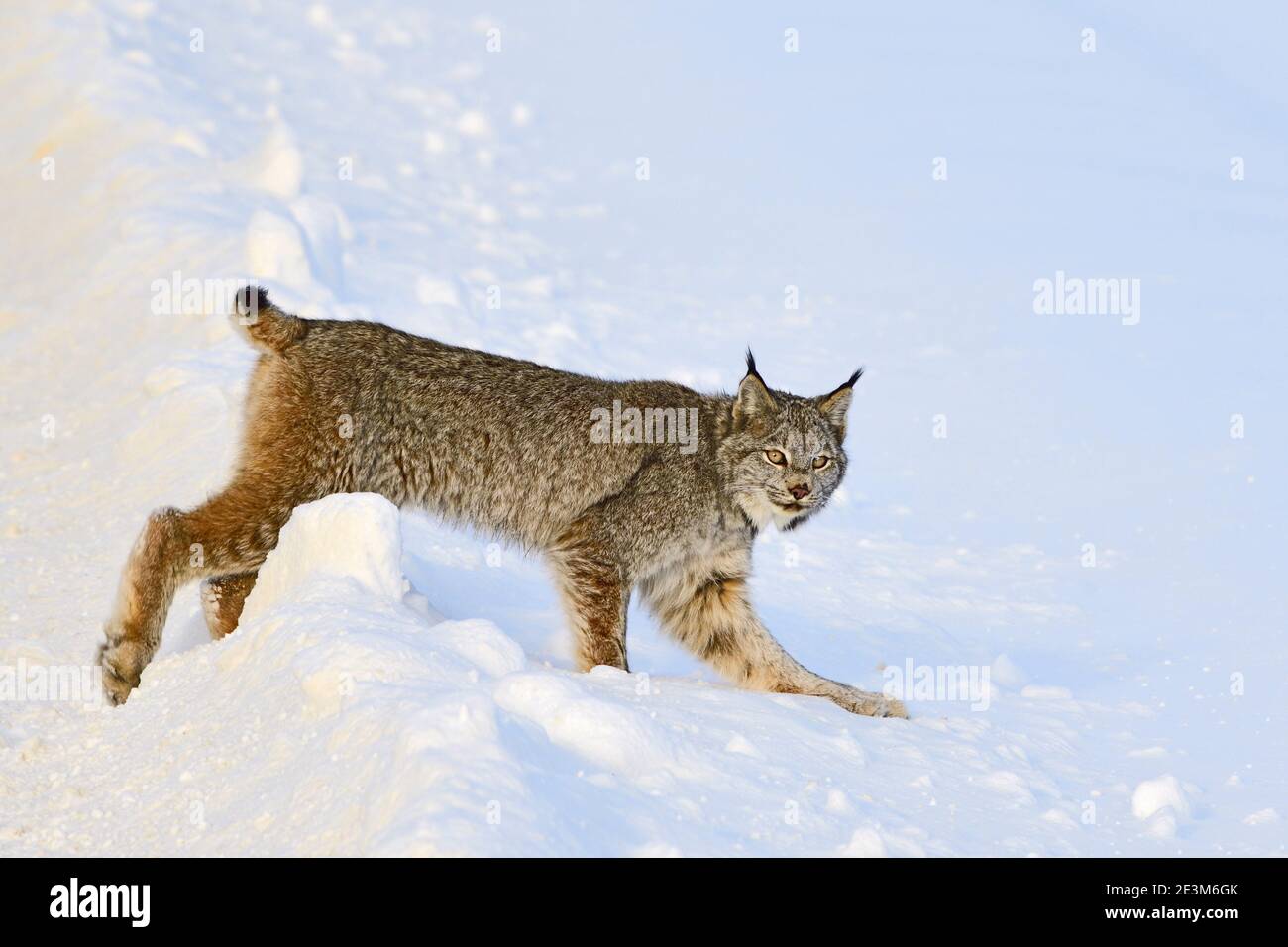 Una lince canadese 'Felis lynx', che attraversa la neve fresca nella campagna Alberta Canada. Foto Stock