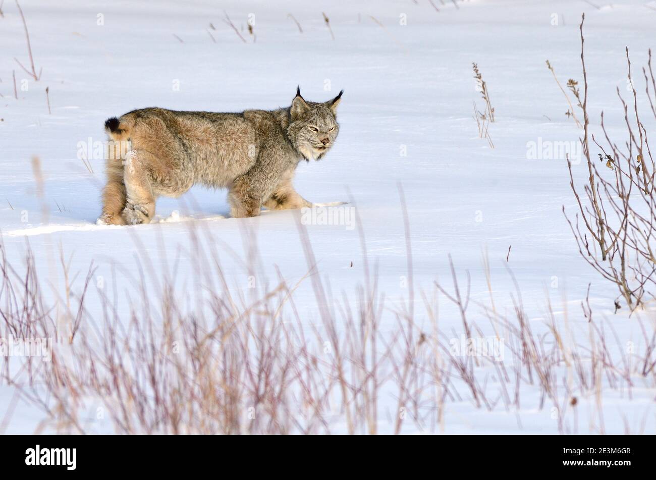 Un gatto di lince selvaggio 'Felis lynx canadensis'; camminando attraverso la neve profonda nella campagna Alberta Canada. Foto Stock
