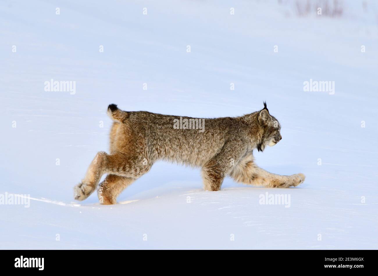 Un gatto di lince selvaggio 'Felis lynx canadensis'; camminando attraverso la neve profonda nella campagna Alberta Canada. Foto Stock