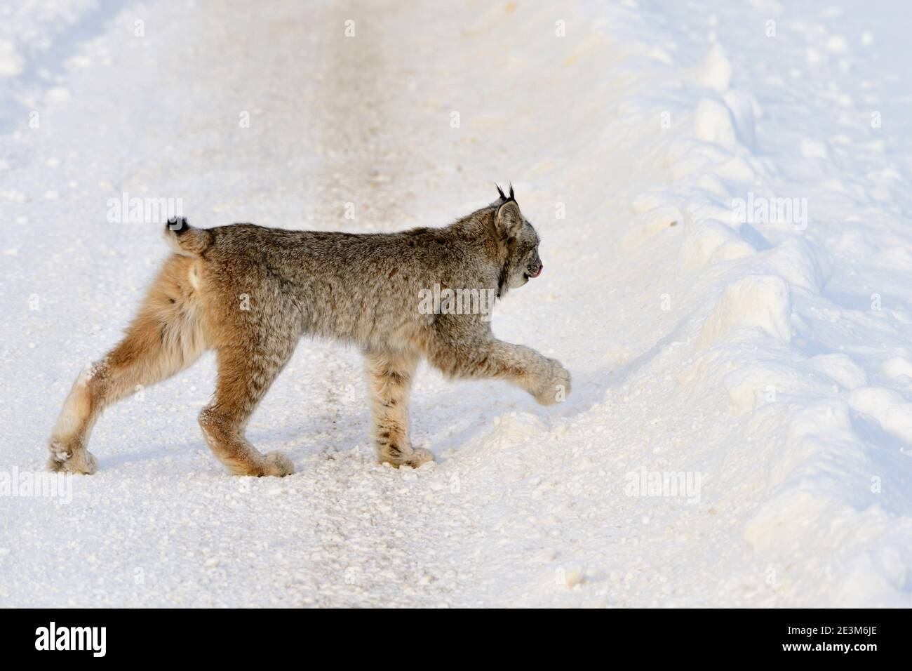 Una lince canadese selvaggia 'Felis lynx', che attraversa una strada rurale non arata in Alberta Canada. Foto Stock