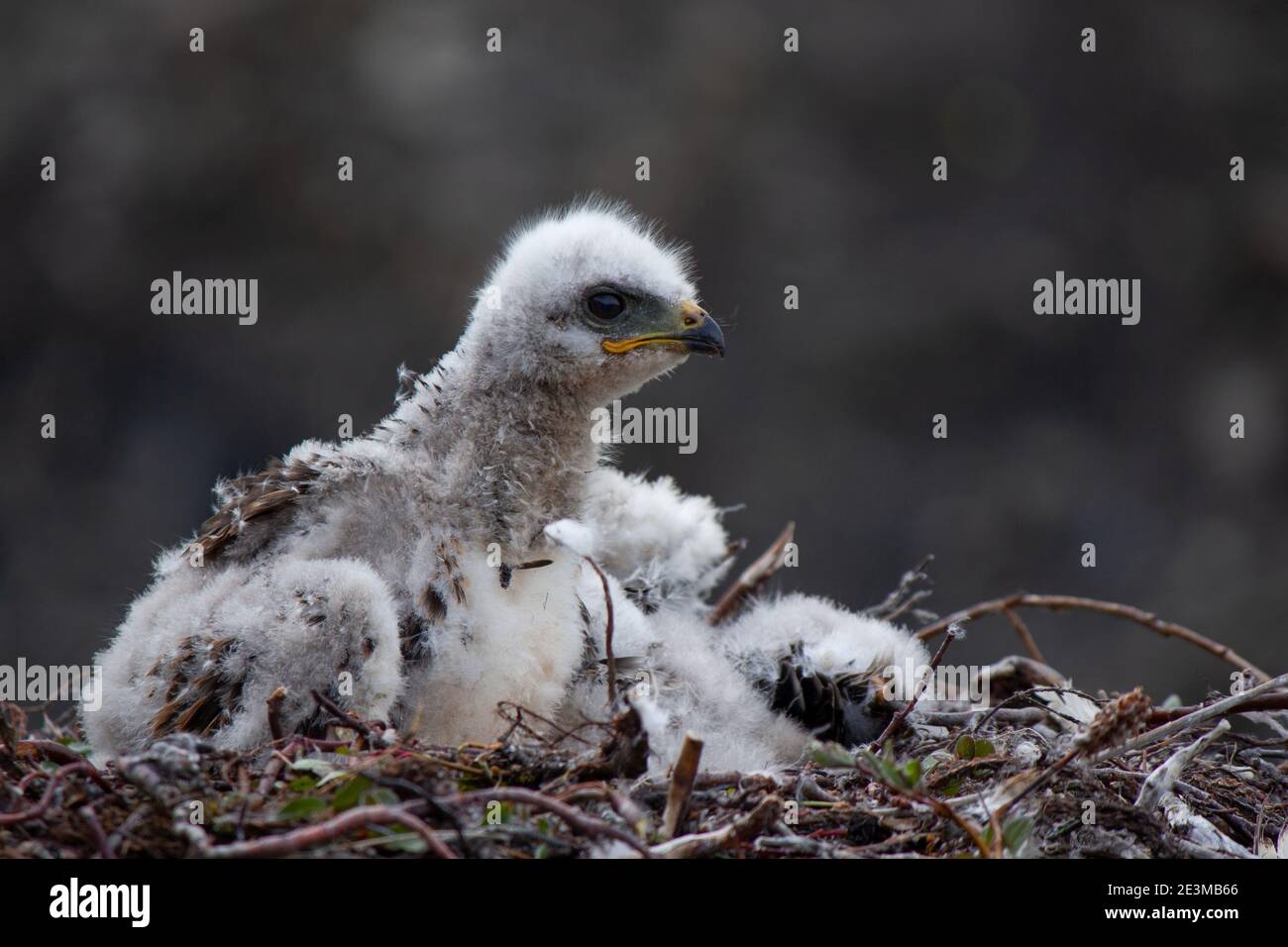 Giovane falco ruvido nel suo nido Foto Stock