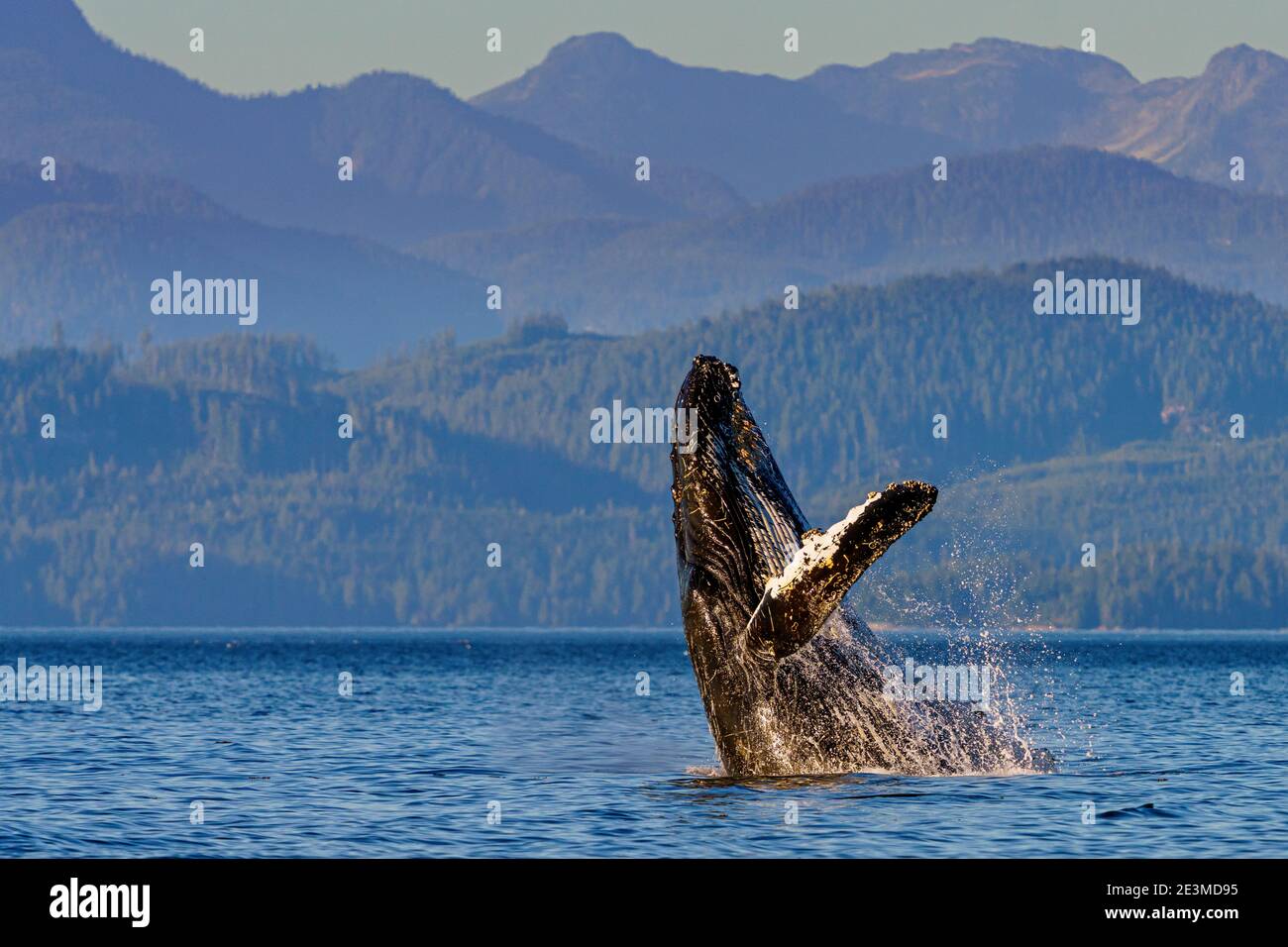 Bretelle di megattere di fronte allo splendido scenario delle British Columbia Coastal Mountains vicino all'arcipelago di Broughton, First Nations Ter Foto Stock