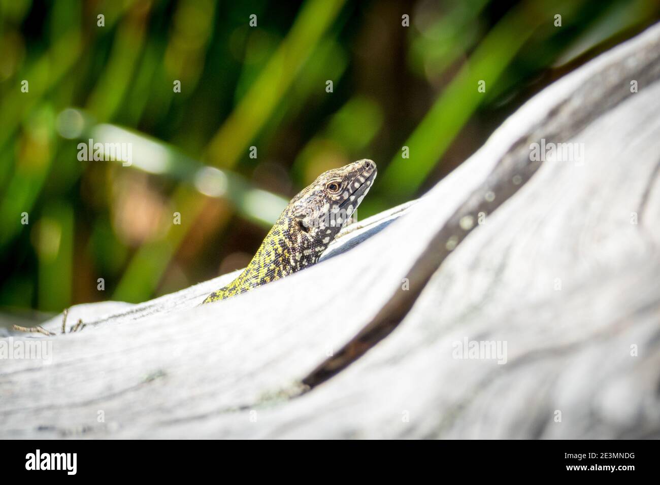 Un Europeo lucertola muraiola (Podarcis muralis), noto anche come un comune lucertola muraiola, presso il giardino Abkhazi in Victoria, British Columbia, Canada. Foto Stock