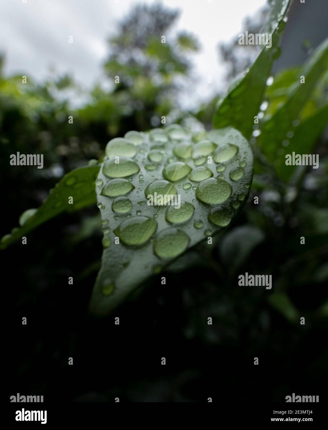Le goccioline di acqua sulla lamina Foto Stock