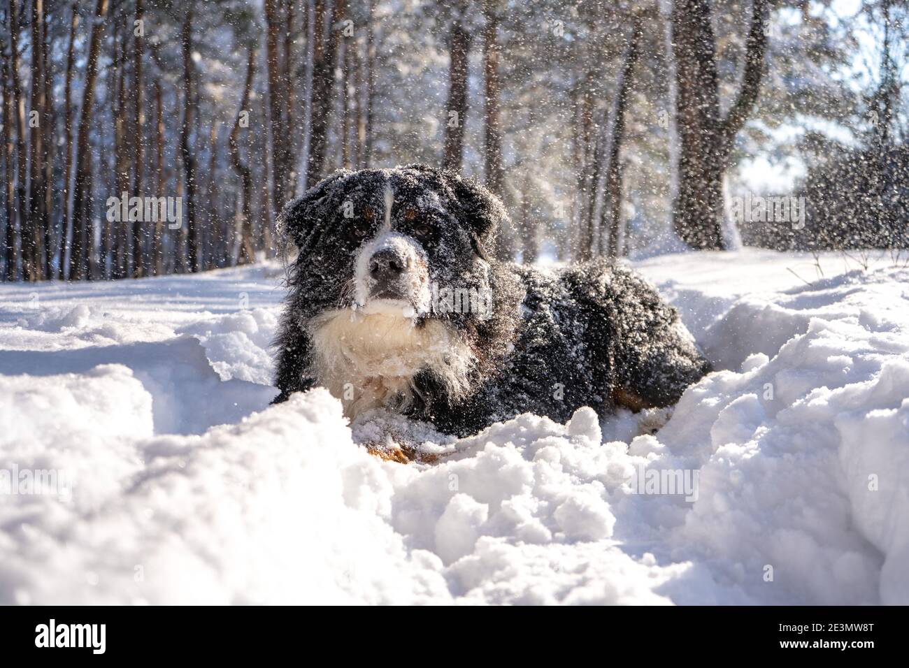 cane da montagna bernese coperto di neve che cammina attraverso le grandi nevicate. un sacco di neve sulle strade invernali Foto Stock