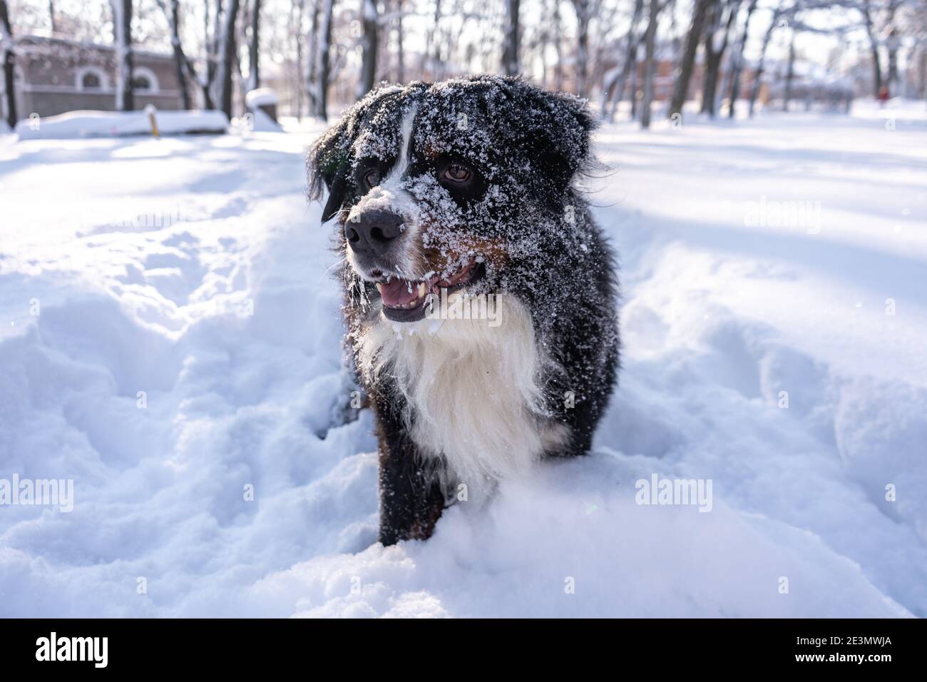 cane da montagna bernese coperto di neve che cammina attraverso le grandi nevicate. un sacco di neve sulle strade invernali Foto Stock
