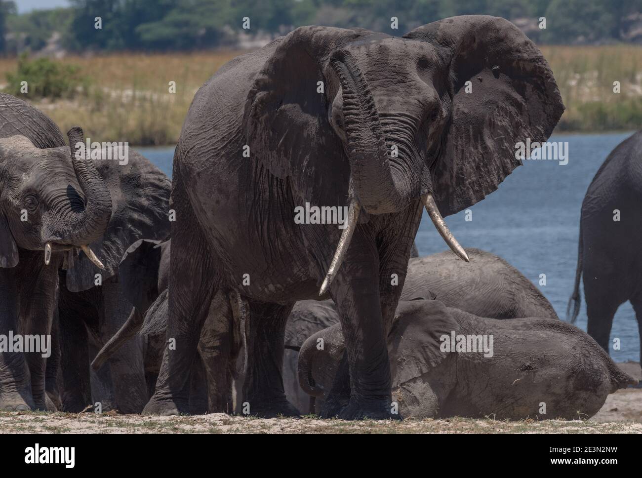 Mandria di elefanti sul fiume Chobe nel Parco Nazionale di Chobe, Botswana Foto Stock