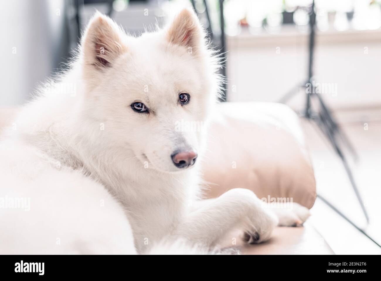 Ritratto in studio interno di soffice cane Samoyed in purebred bianco con spazio per la copia Foto Stock
