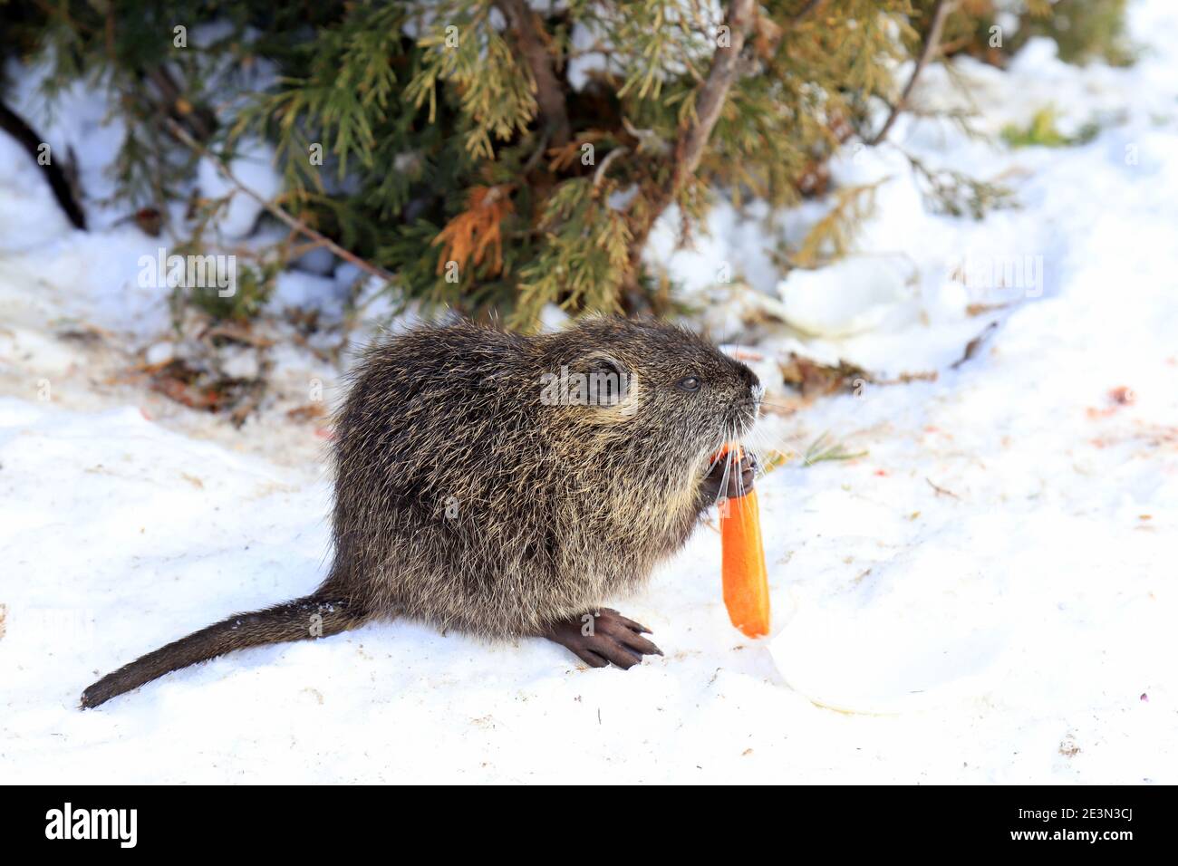 Nutria con lunga pelliccia grigia, lontra, castoro paludoso mangiare nella neve in fattoria il fiume. Water Rat, muskrat si trova in un parco invernale, zoo, foresta. Foto Stock