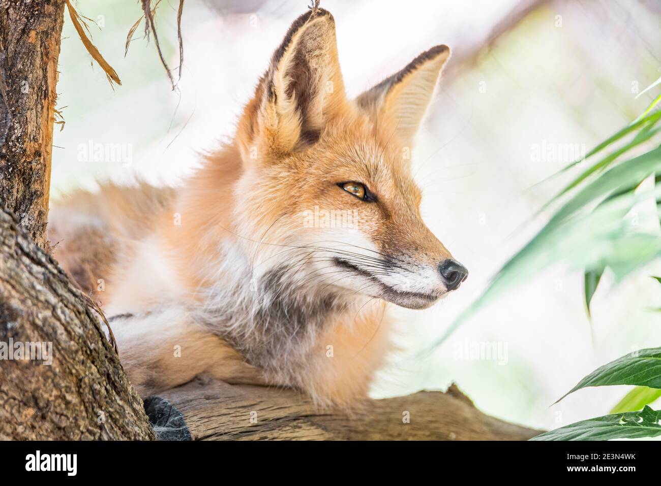 Bel ritratto di una volpe rossa selvaggia, Vulpes vulpes, su un albero Foto Stock