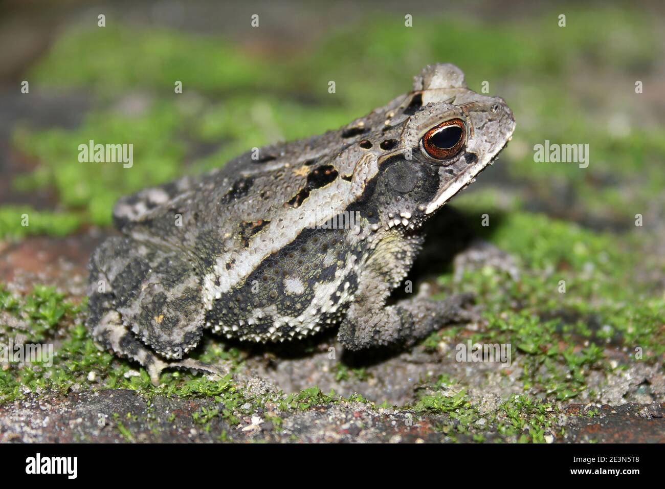 Campbell's Rainforest Toad Incilius campbelli Foto Stock