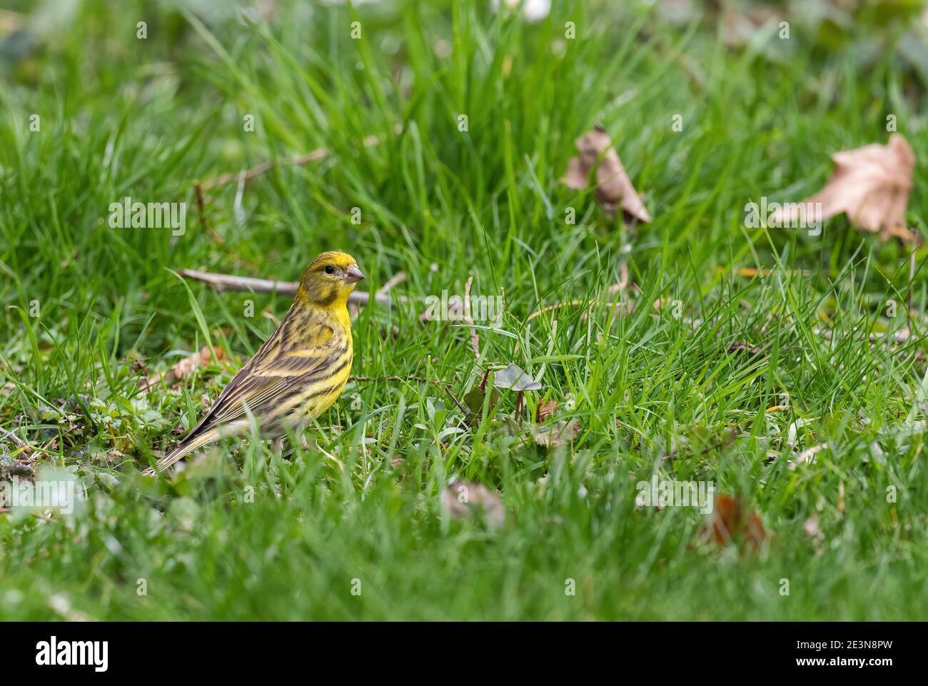European Serin - Serinus serinus, splendido uccello passerino dei giardini e boschi europei, Zlin, Repubblica Ceca. Foto Stock