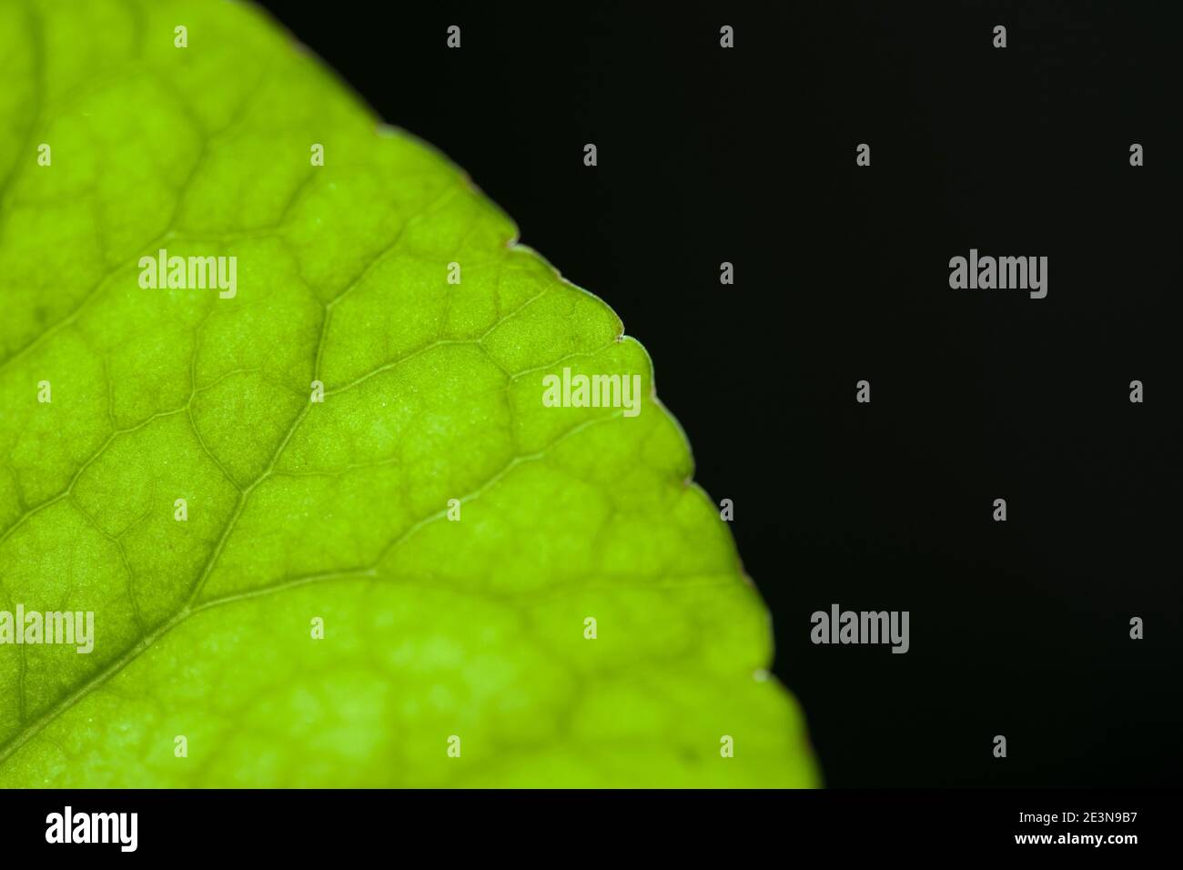 Primo piano le foglie di Gotu kola (Centella asiatica) Foto Stock