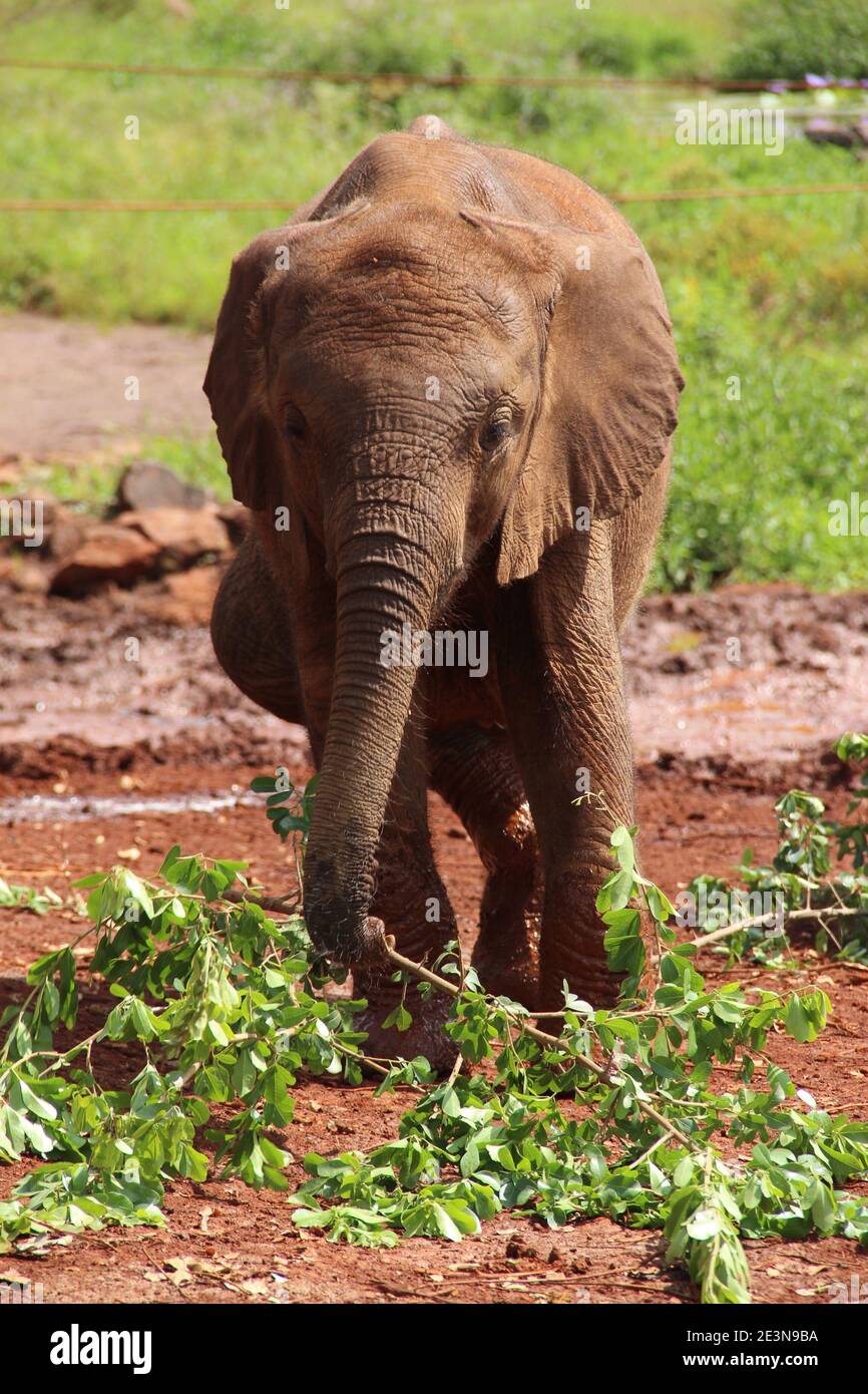 Un vitello orfano al David Sheldrick Wildlife Trust Foto Stock