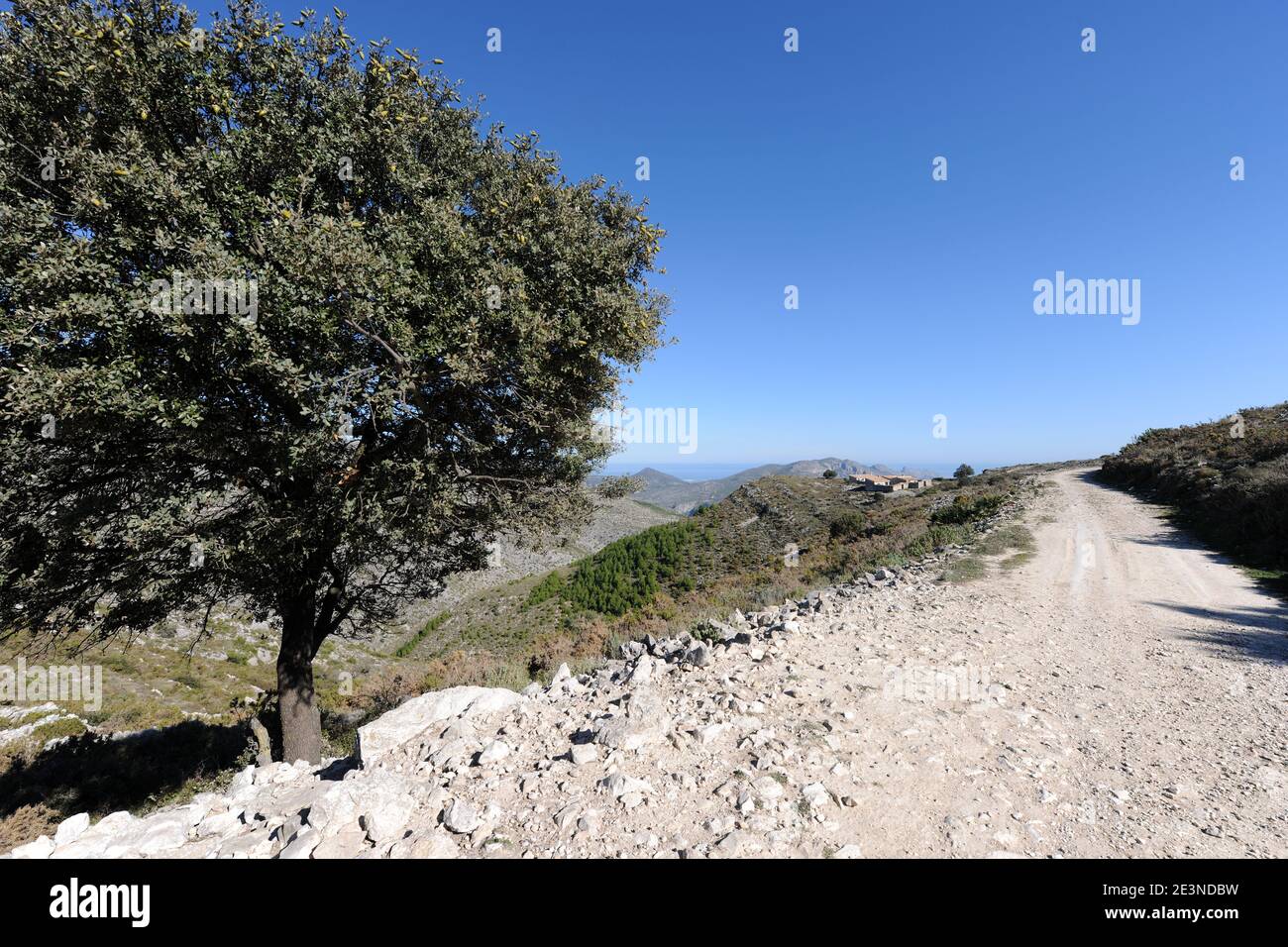 Pista di montagna e l'albero di quercia di Holm a Benirmaurell, Vall de Laguart, guardando alla costa mediterranea, provincia di Alicante, Spagna Foto Stock