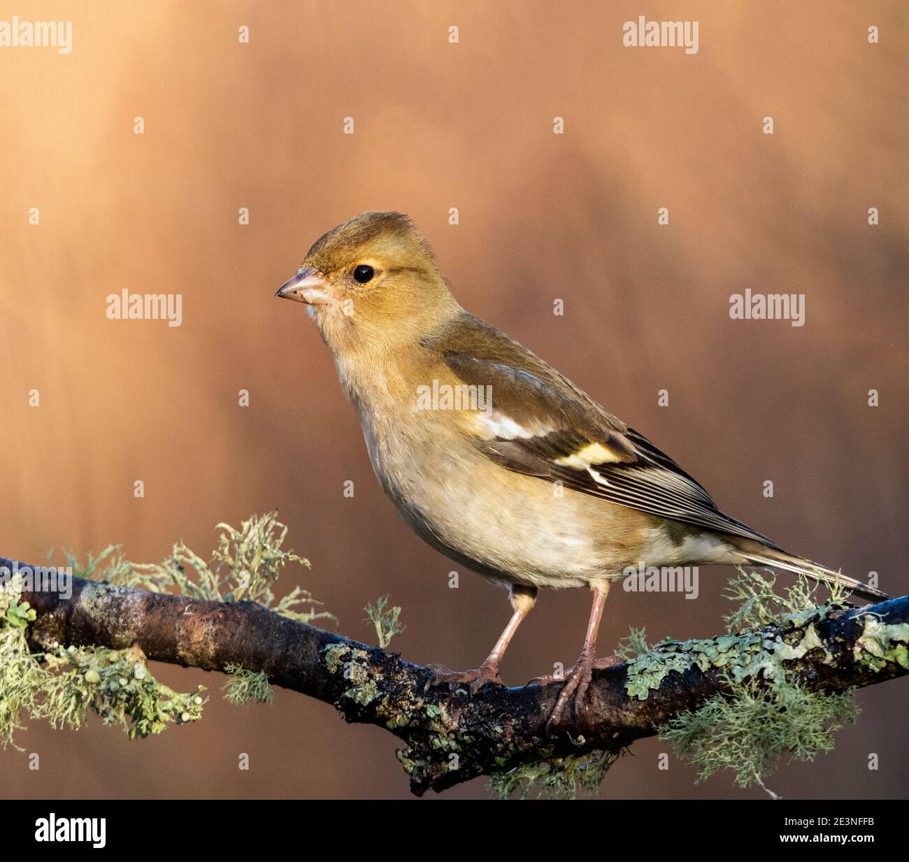 Comune (fringuello Fringilla coelebs) Foto Stock