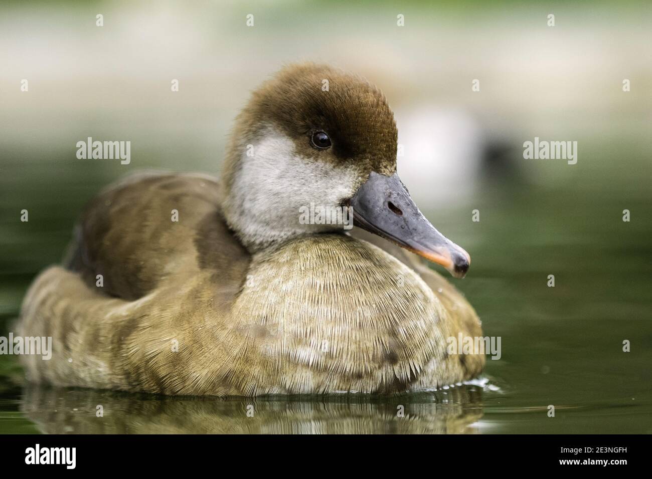 Rosso-crested pochard (Netta rufina) Foto Stock