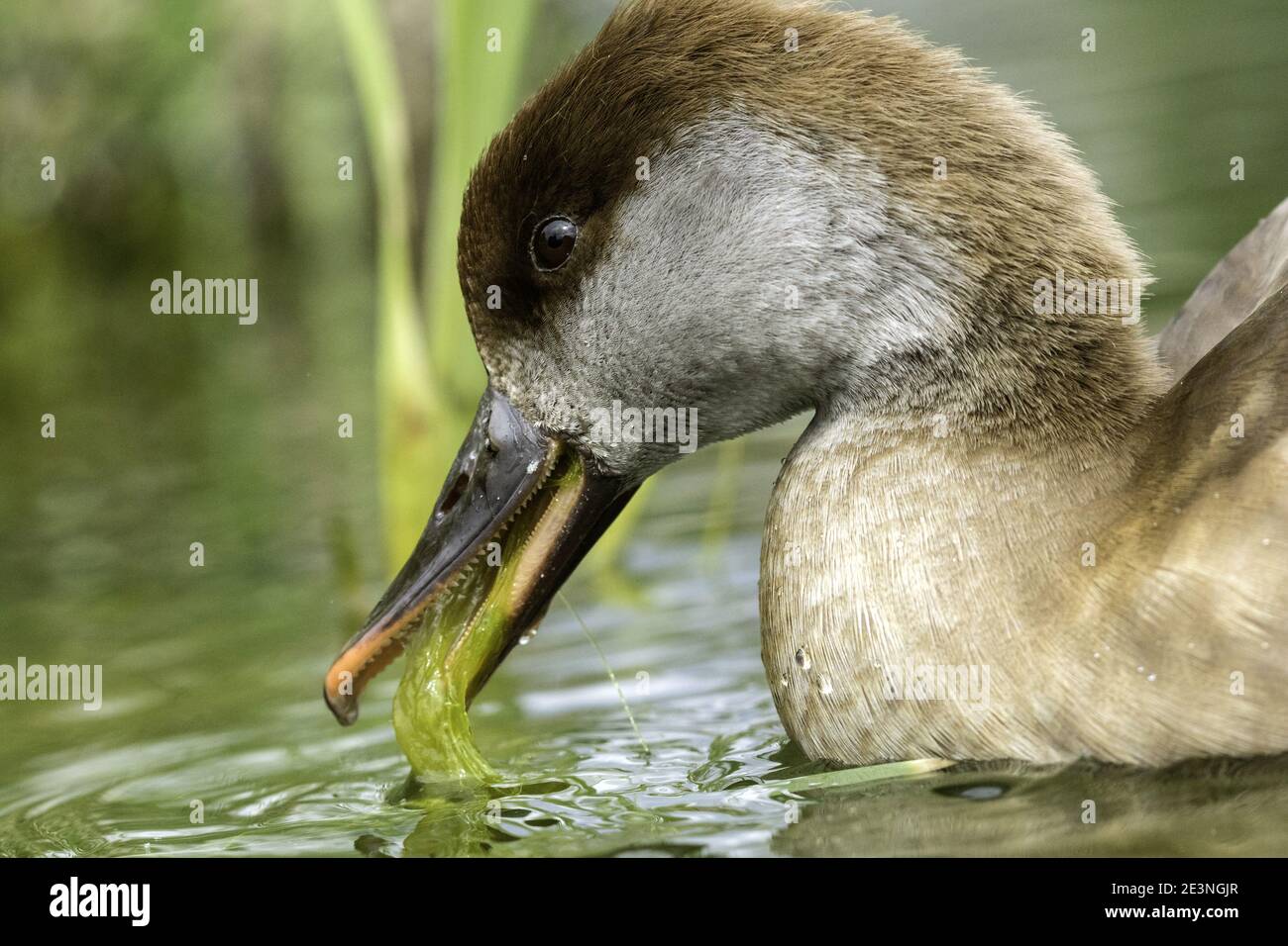 Rosso-crested pochard (Netta rufina) Foto Stock