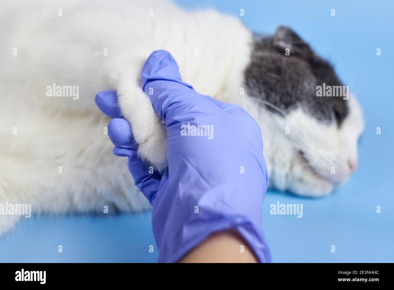 Veterinario in guanti medici tiene la zampa di un gatto, trattando animali  domestici Foto stock - Alamy