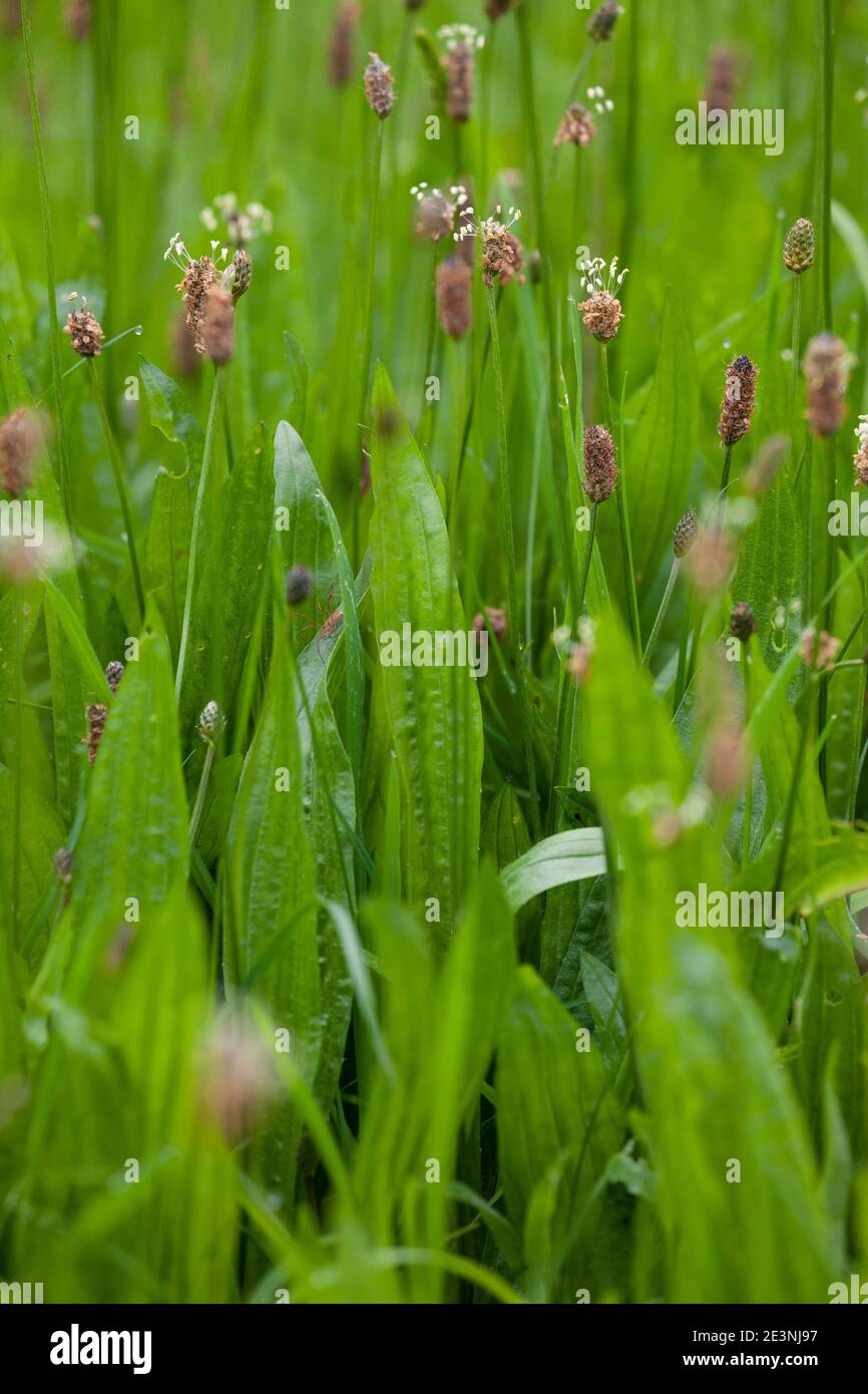 Spitz-Wegerich, Spitzwegerich, Wegerich, Blüten, Blütenstand, blühend, Blüte Plantago lanceolata, inglese Plantain, Ribwort, plantain a foglia stretta, costola Foto Stock