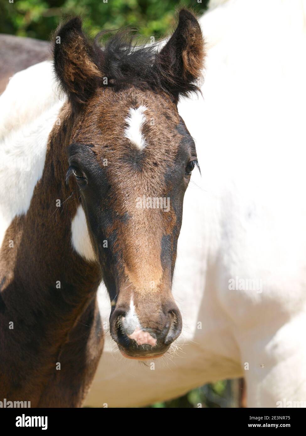 Un colpo di testa di un bel nemico Gypsy COB Foto Stock