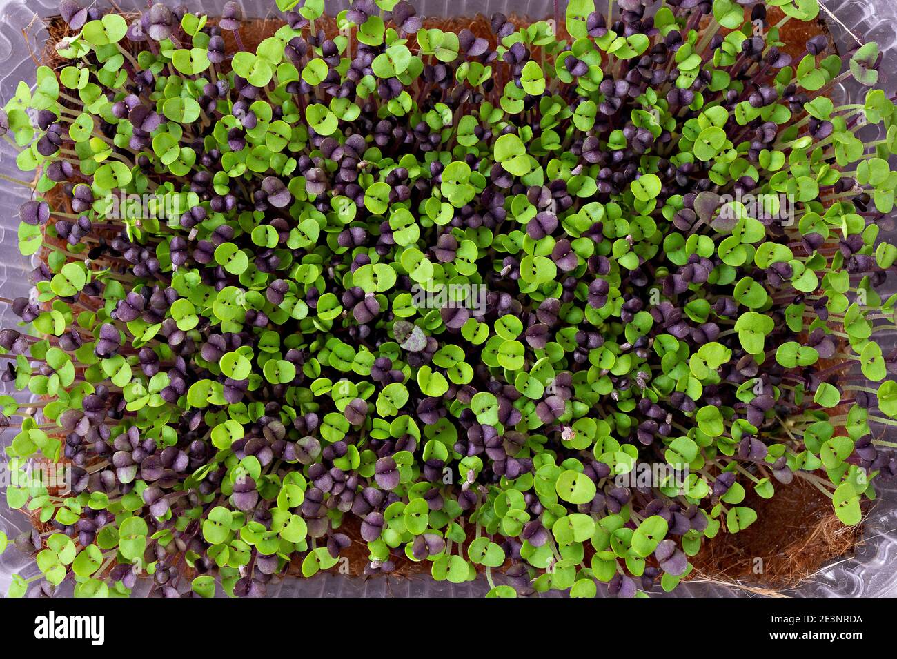 foto in primo piano dei microsfere di basilico. concetto di agricoltura urbana indoor. Foto Stock