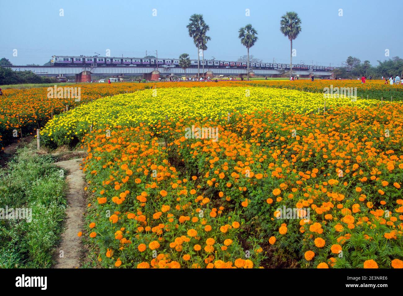 Immagine di un campo di marigold nella campagna di Medinipur. Il treno sta andando alla sua destinazione attraverso il ponte ferroviario nel campo marigold. Foto Stock