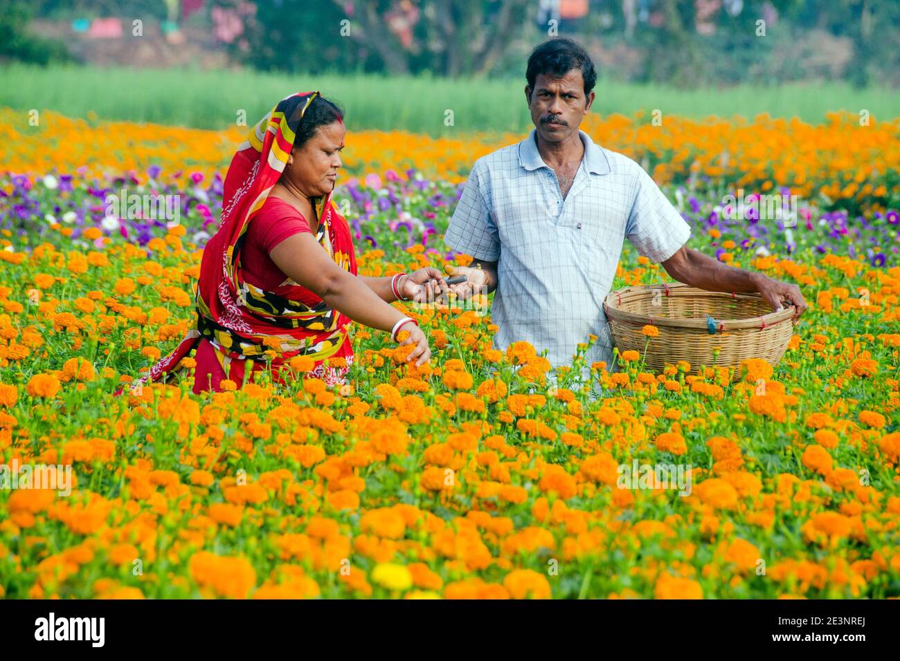 Immagine di un campo di marigold nella campagna di Medinipur. Nel pomeriggio, i coltivatori di fiori di marito e di moglie sono occupati raccogliendo i fiori di marigold. Foto Stock