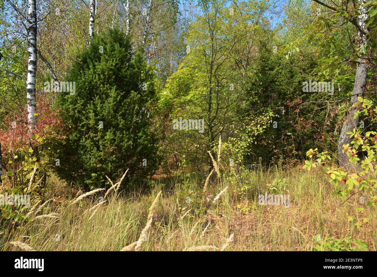 Un bellissimo paesaggio selvaggio di autunno misto foresta di conifere con ginepro comuni, querce, birches. Juniperus communis cresce nella foresta mista Foto Stock