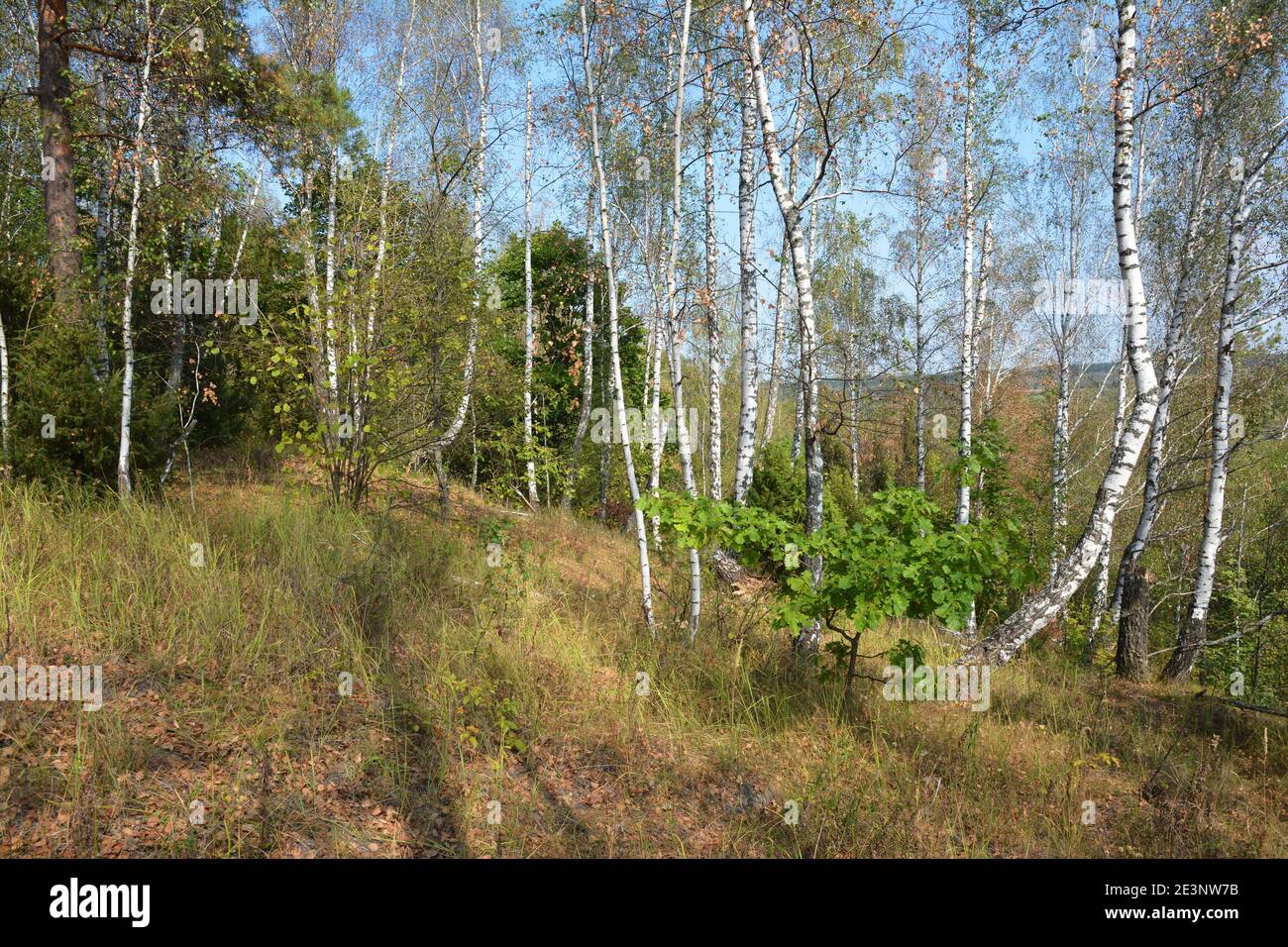 Paesaggio autunnale con uccelli e ginepri, querce e pini che crescono insieme sulla collina vicino al fiume. Foto Stock