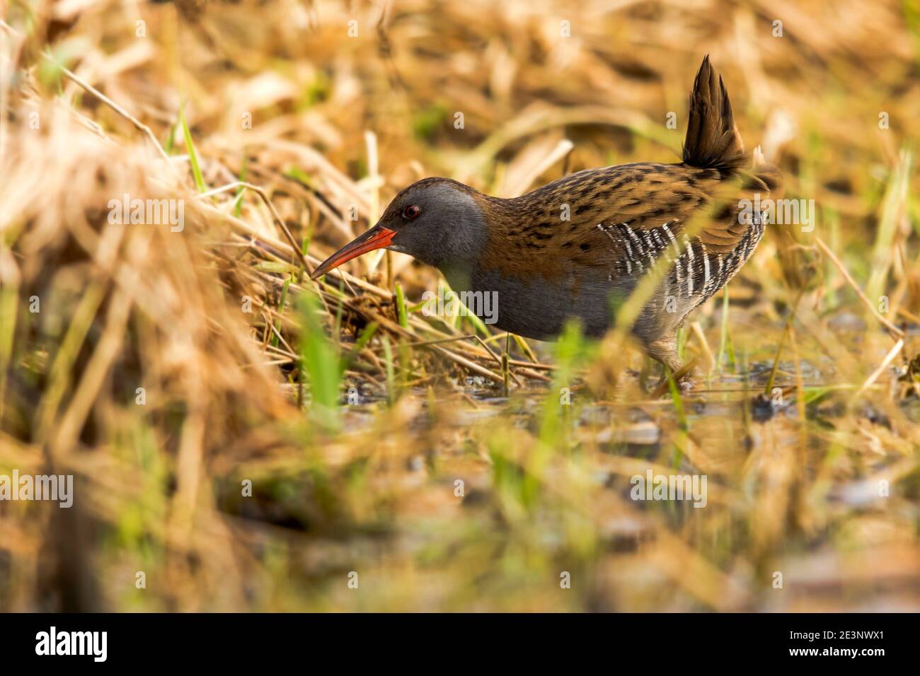 Porciglione (Rallus aquaticus) Foto Stock