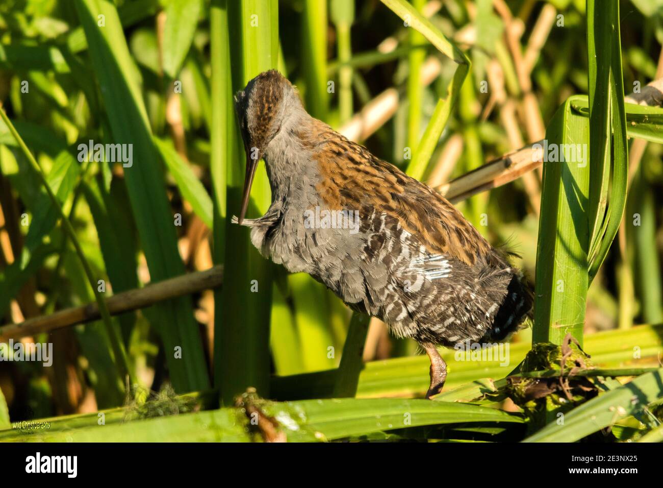 Porciglione (Rallus aquaticus) Foto Stock