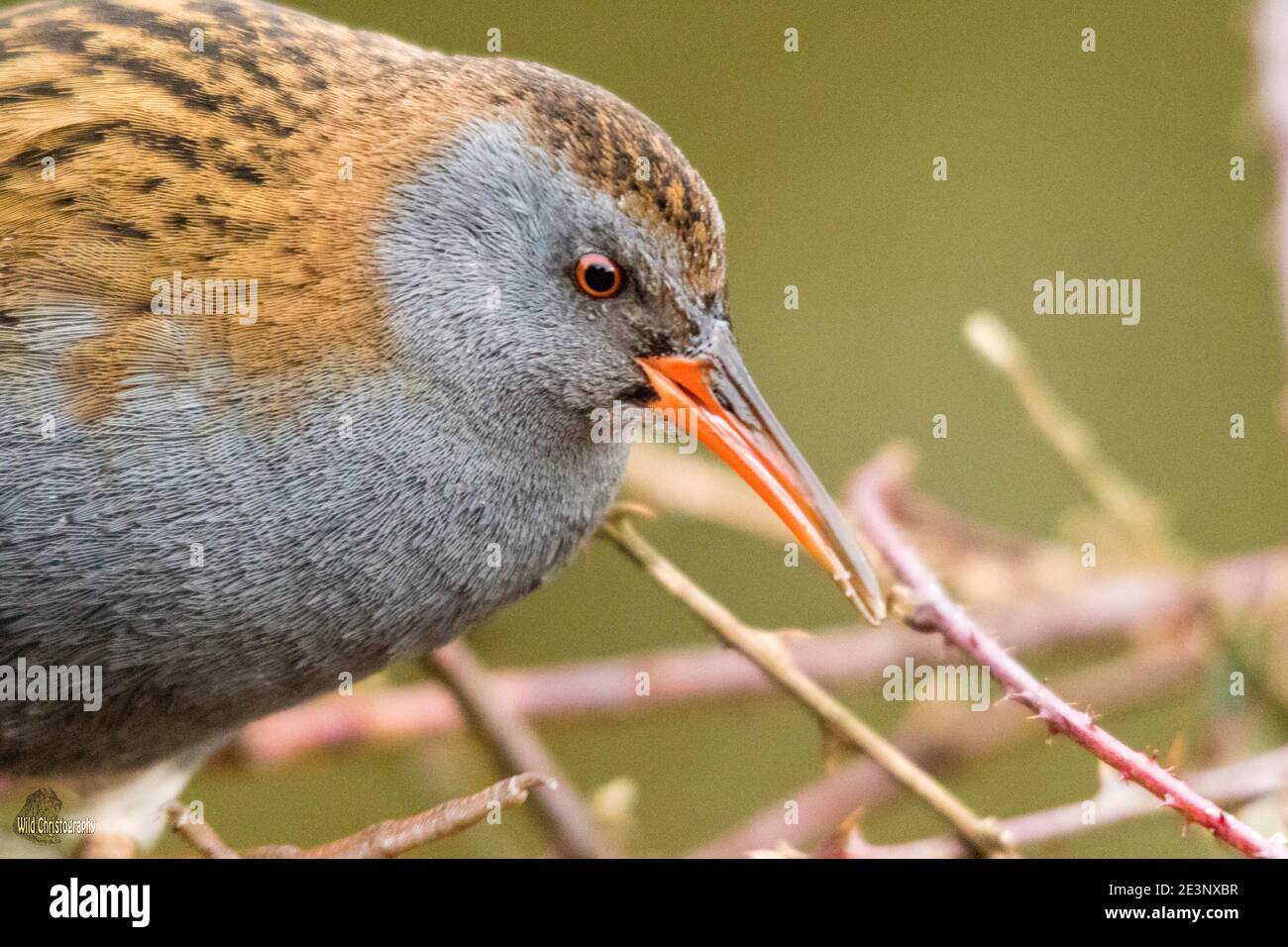 Porciglione (Rallus aquaticus) Foto Stock