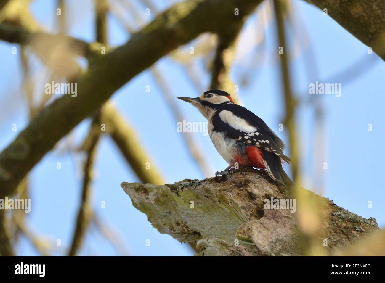 Ottimo picchio picchio maschio appollaiato su un grosso grumo di ramo morto in una giornata di sole durante l'inverno. Inghilterra, Regno Unito. Foto Stock