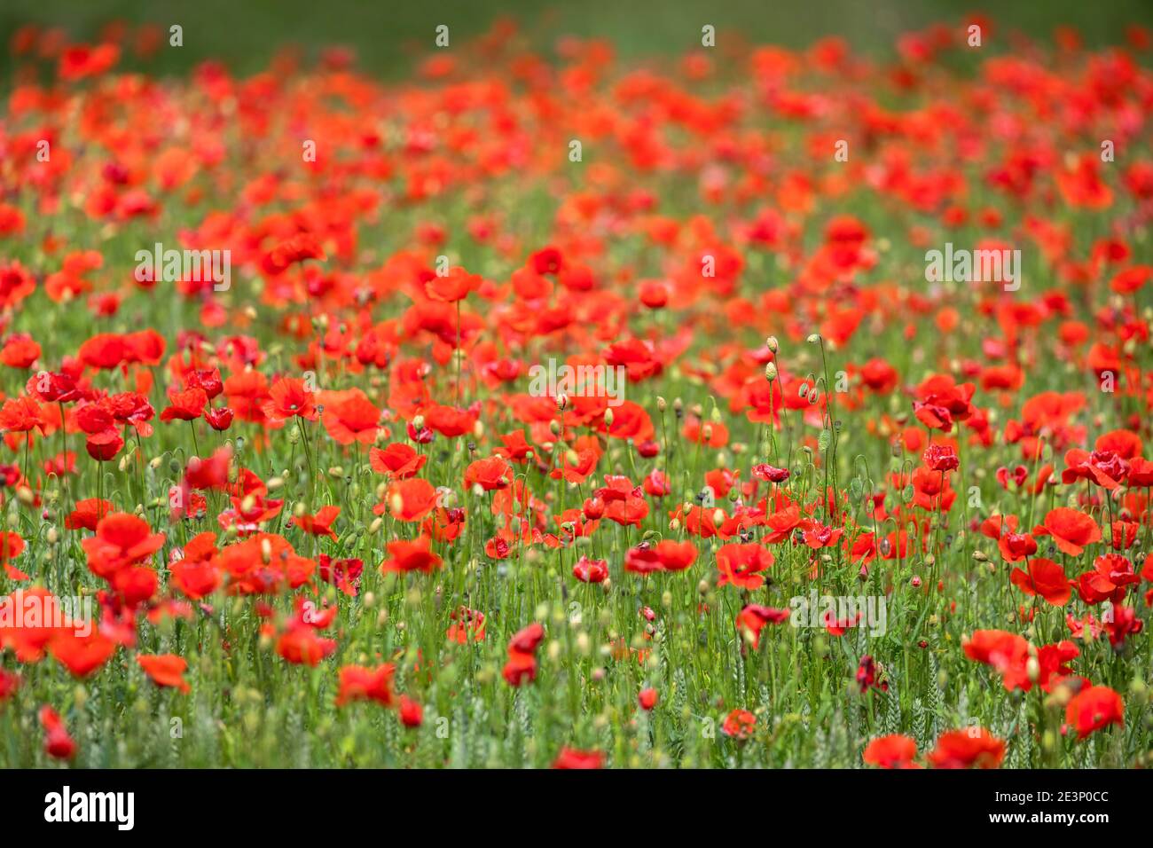 Papavero comune (Papaver rhoeas) che cresce in coltura di orzo (Hordeum vulgare), valle del Tyne del Nord, Northumberland, Regno Unito Foto Stock
