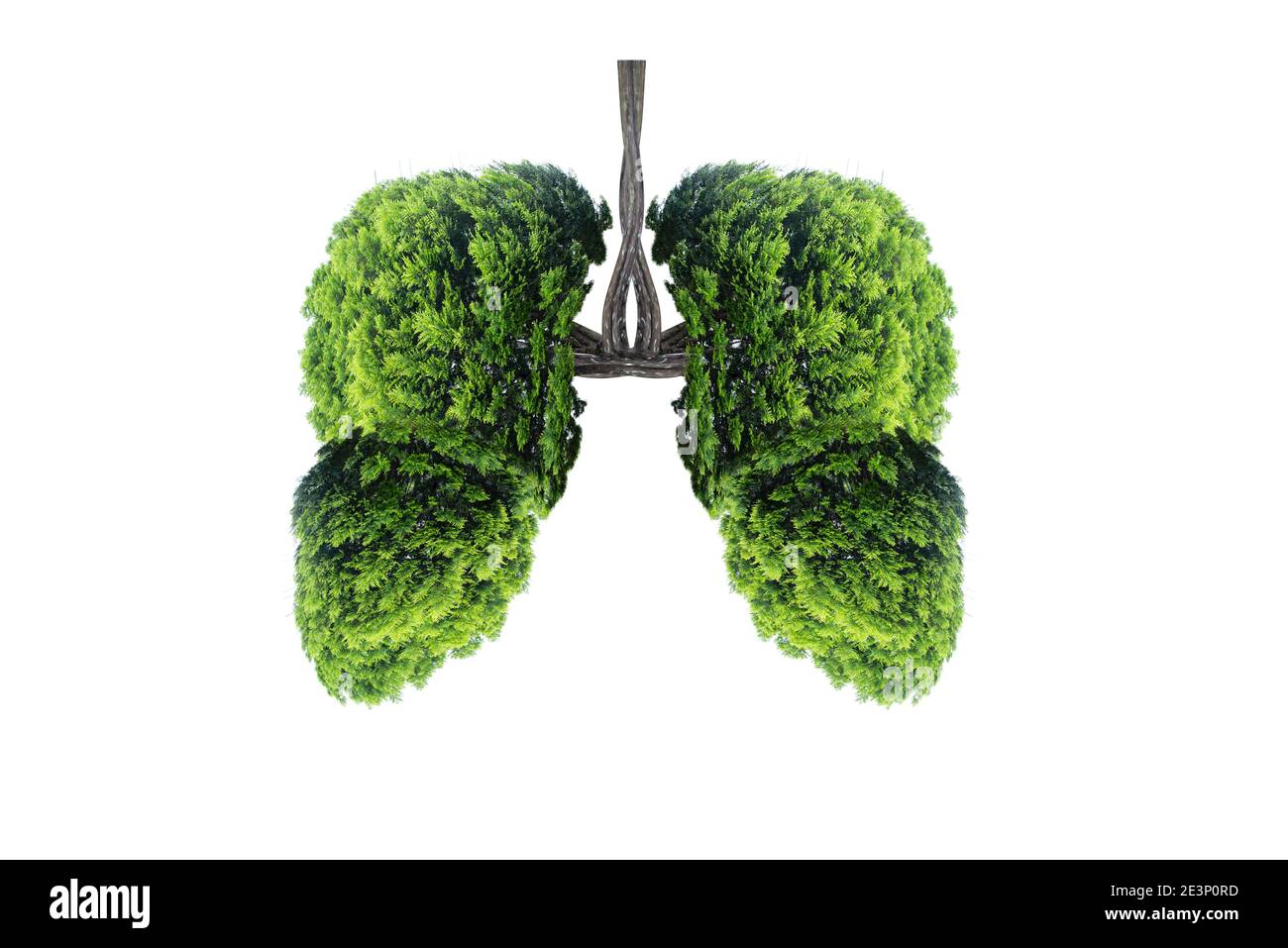 Illustrazione dell'albero polmonare (ambiente e medicina) Foto Stock