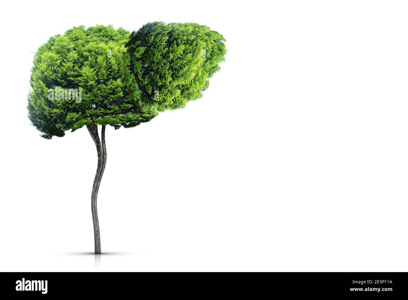 Illustrazione di un albero a forma di fegato (ambiente e medicina) Foto Stock