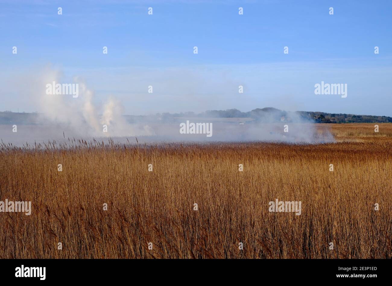 canna da fuoco alla riserva naturale pulita, norfolk settentrionale, inghilterra Foto Stock