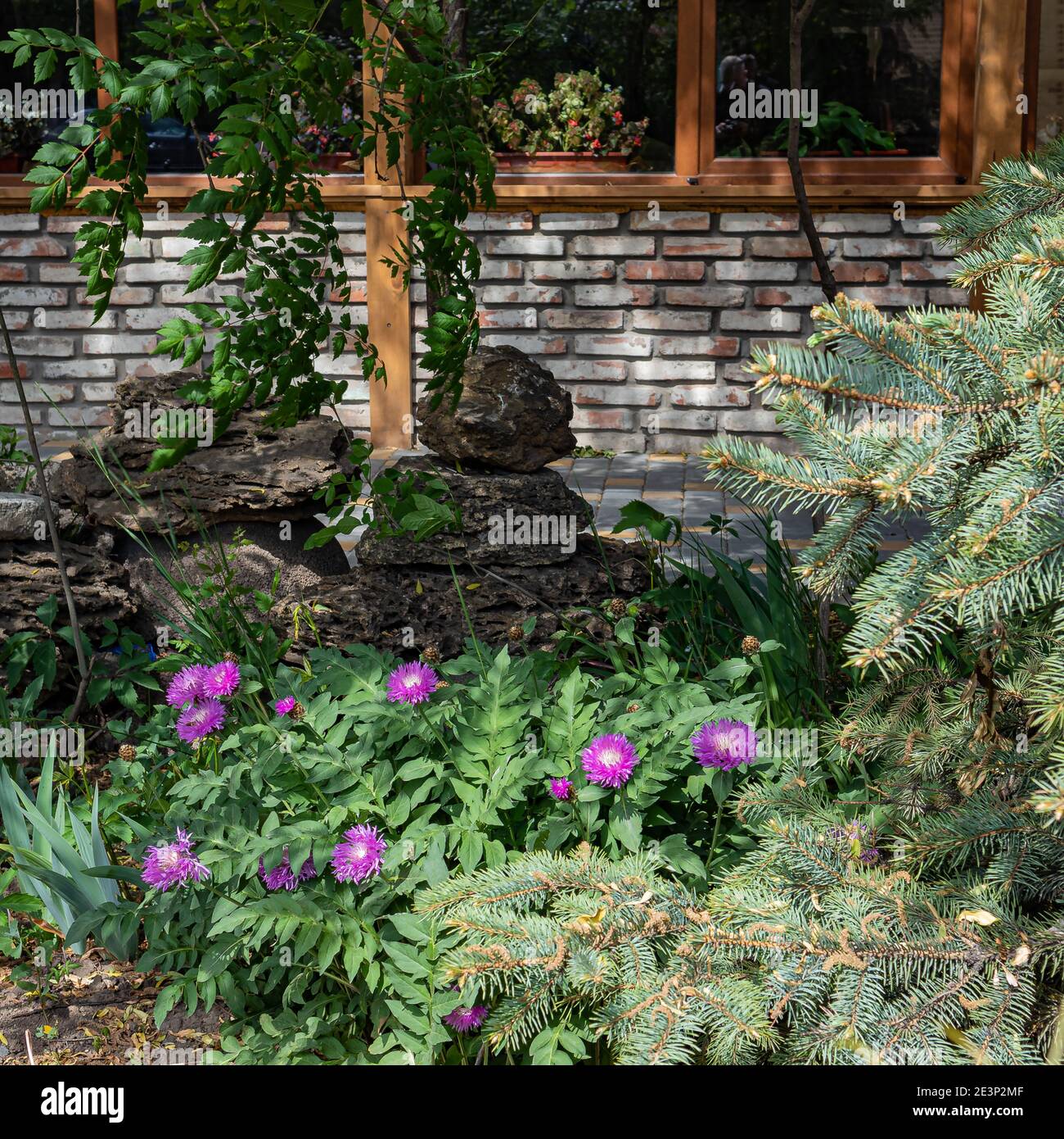 Fiori rosa-viola Asters e rami di Abete sullo sfondo di Uno slide alpino stilizzato in un giardino plottaggio Foto Stock