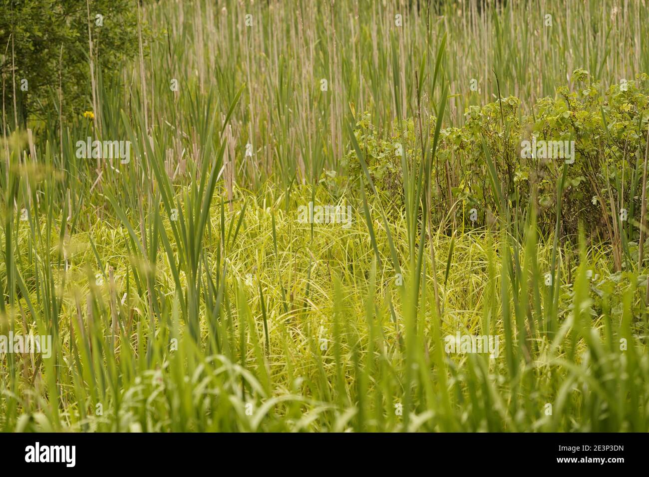 Ecosistema di Biodivers di una medaglia di pianura inglese Foto Stock