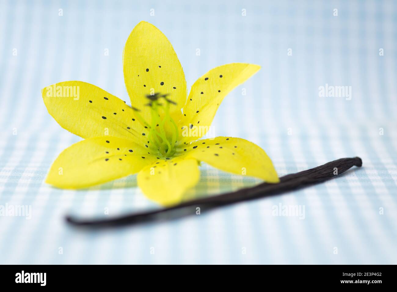 Baccello di vaniglia con fiori gialli di vaniglia su una plaid sfondo Foto Stock