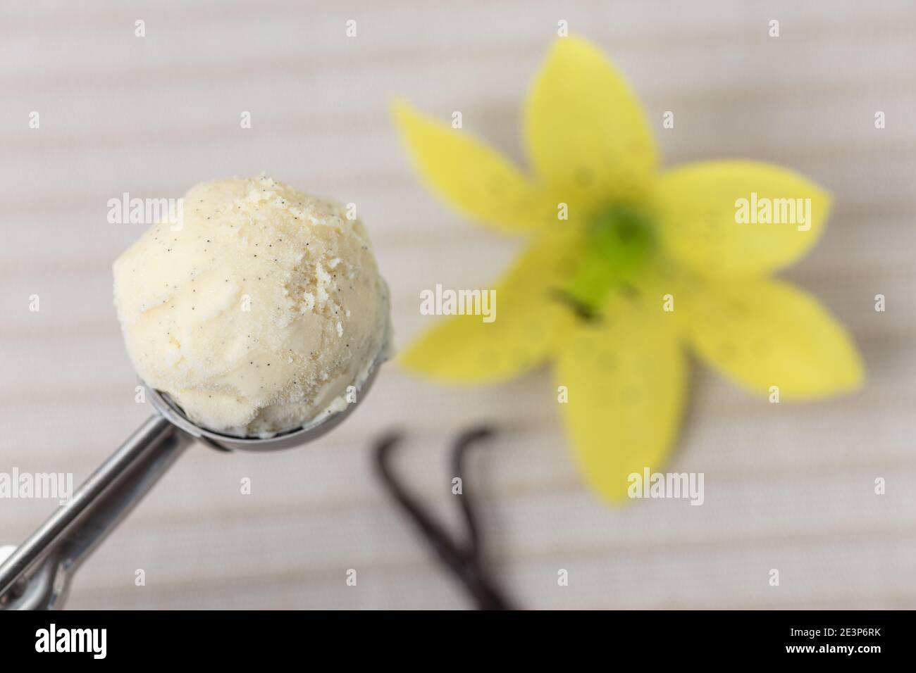 Una tazza fresca di gelato alla vaniglia in un gelato scoop con baccelli di vaniglia e fiore di vaniglia Foto Stock
