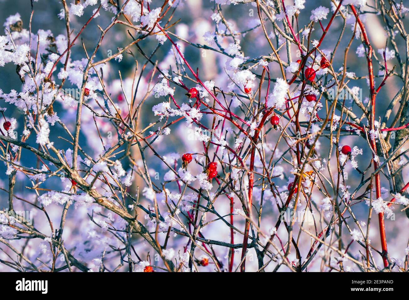 Bacche rosse di rosa canina ricoperte di neve. Rosehip nella neve Foto Stock