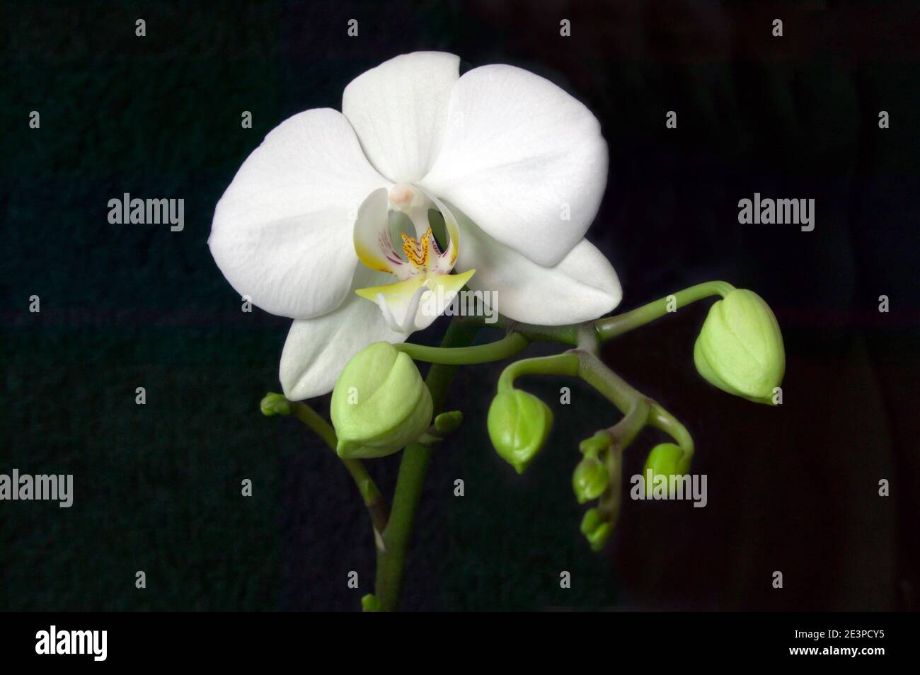 Studio, primo piano della vita morta di un fiore bianco Phalaenopsis  Orchidea Foto stock - Alamy