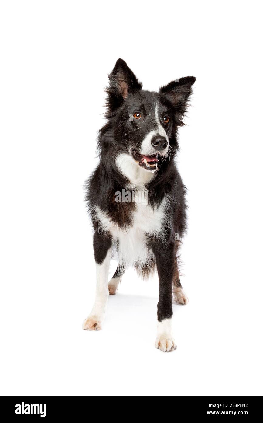 nero e bianco bordo collie cane di fronte a. sfondo bianco Foto Stock