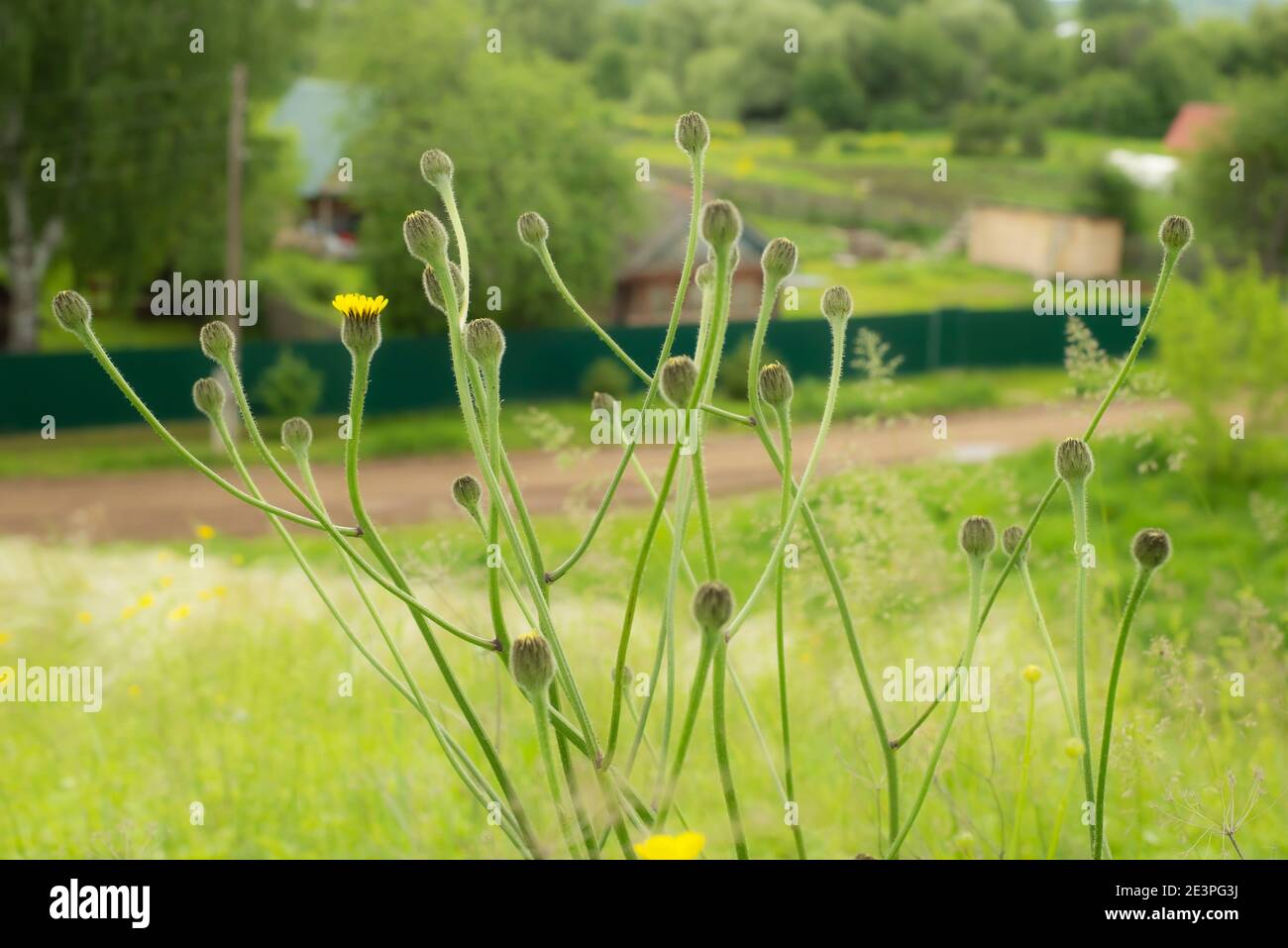 Ramoscelli di una giovane pianta con boccioli e piccoli fiori gialli sullo sfondo di un paesaggio rustico. Molla. Estate. Fiore in primo piano. Foto Stock