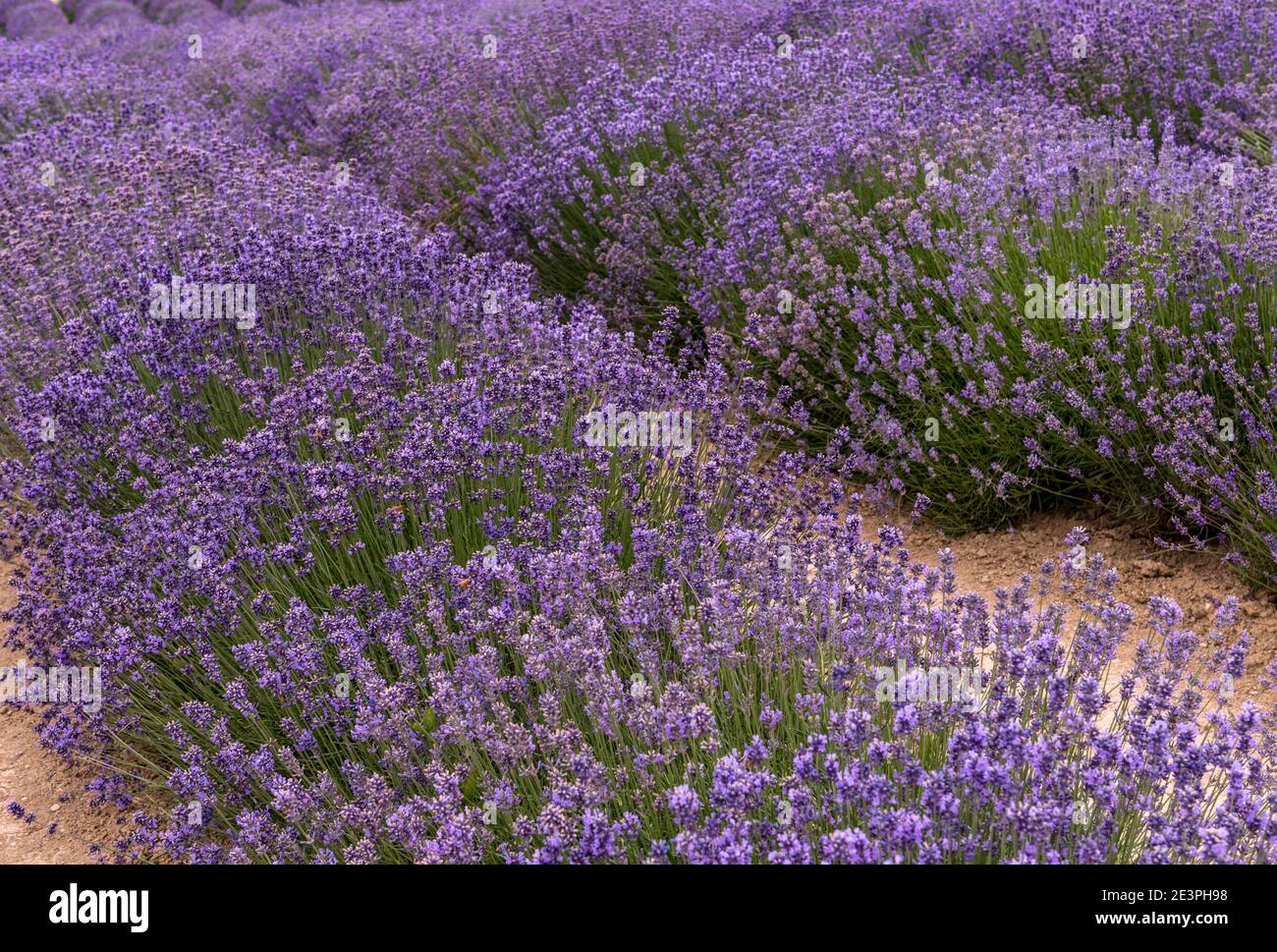 campo di lavanda paesaggio colorato viola in piena fioritura estiva Foto Stock